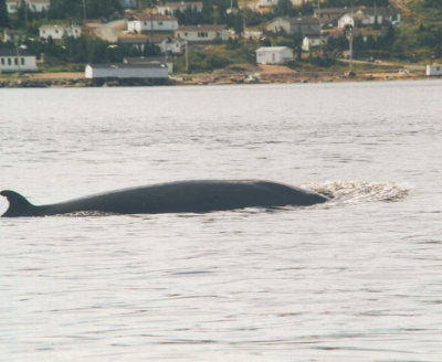 In september 1999 maakten we een uitstapje met  'n paar andere Luchtmachtcollega's vanuit Goose Bay naar Rigolet omdat de trip naar de grote walvissen bij Harbour Island door vergeetachtigheid van de booteigenaar niet doorging. Teleurstelling. Maar nu met kleine bootjes de baai op. Was eigenlijk eerst wat angstig, diep donker water en die kleine erg instabiele schuitjes. Maar een dag om nooit te vergeten. Wie ziet er in de baas zijn tijd nu walvissen?  
Nikkormat (analoog) met een Vivitar auto tele-zoom 75-260mm Diafr.1:4.5