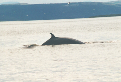 Het was toch moeilijk een redelijk foto te schieten. Je wist nooit waar de walvis boven kwam.