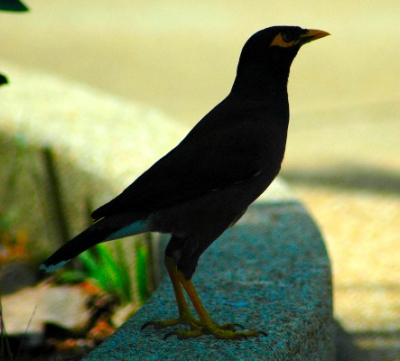 Aan het zwembad bij ons hotel was deze vogel een regelmatige gast
