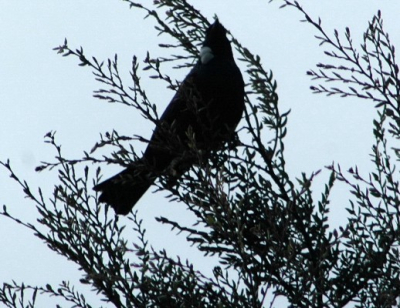 Aan het meer zagen we hem eindelijk, het geluid van deze Toei vogel is onmiskenbaar en kenmerkend voor Nieuw Zeeland, het tegenlict maakt deze foto matig, maar het is alles wat ik kon maken