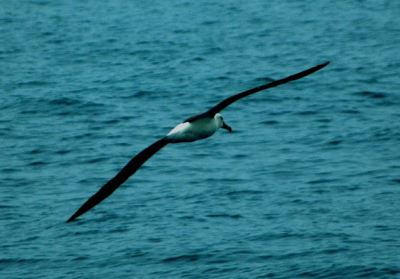 Op zoek naar de Spermwhale  ontmoeten we deze vogel, indrukwekkend, nog meer dan de potvis misschien