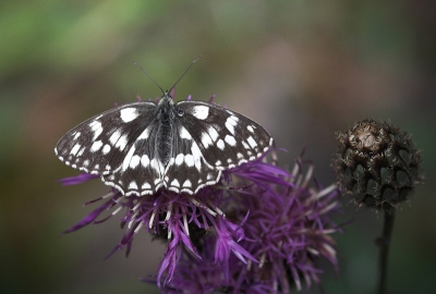 Een beeldschoon vlindertje om te zien dit dambordje. Ik heb er in de Alpen (Parc National des Ecrins - France) meerdere mogen aanschouwen.