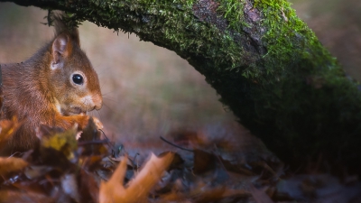 Hier een tweede foto van het experiment. Een hele andere compositie. Wellicht een nieuwe manier om te fotograferen. Het is en blijft een eekhoorn, maar toch is de foto net even anders. Bij mij komt het over als 'spannender'.  Ook hier heb ik gespeeld met vervaging wat het experiment definieert. De vorige foto was op de boomstronk en deze foto is onder de boomstronk.  Ik ben nogmaals heeeeeel benieuwd naar eventuele opmerkingen. Zowel tops maar vooral TIPS zijn welkom :D

Canon EOS 6D en Sigma 120-300mm f/2.8 EX DG OS HSM
www.jeffphotography.nl/
