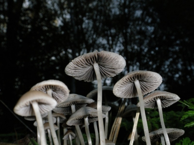 Een enorme bos stond in de graskant langs de sloot. Het was al schemerig, dus met de flitser van onder bijgelicht.