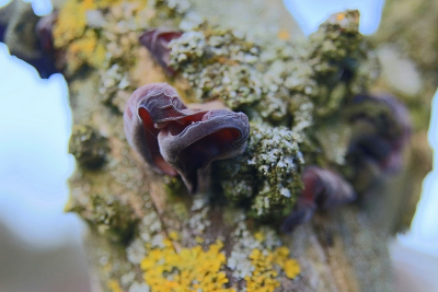 De kleueren combinatie spraken me erg aan.
De scherpte is minimaal op de voorkant van het Judasoor , Auricularia auricula-judae anders werd de foto veel te druk.