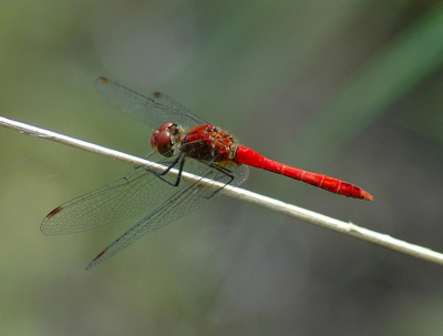 Nikon D70s, Tamron 300 mm macro