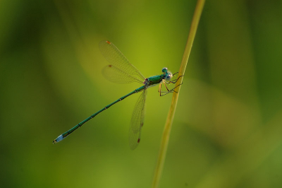 Nikon D70s, TAmron 300 mm macro