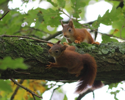 Tijdens een rondje door het bos kwam ik deze spelende Eekhoorns tegen.