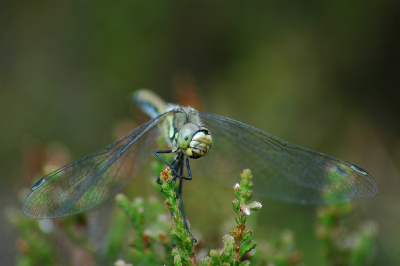 Nikon D70s, Tamron 300 mm macro