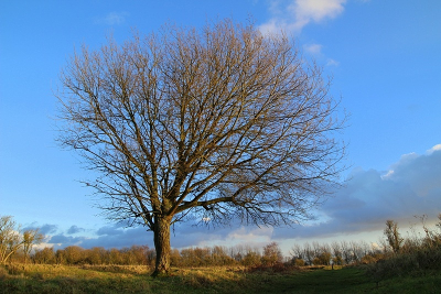 Vond het wel leuk. ik zag de foto van Pieter LJ van de precies de zelfde boom. alleen net een ander standpunt.