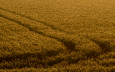 Juli '13, akkerlandschap gehuld in strijklicht, gewacht op het licht op zijn mooist was, de foto is uit de losse hand genomen.