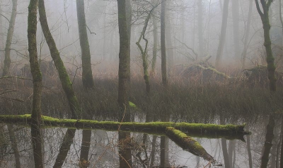 Geprobeerd in de warboel een compo te vinden. Mist geeft een mooie 'sinistere'sfeer. Gemaakt vanaf statief met de voeten in de modder.