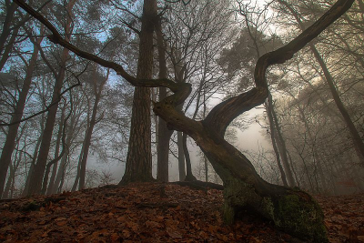 Begin van de middag op de mooie mistige dag gisteren. Het begint op te klaren, waardoor de blauwe en grijze lucht strijden om voorrang met als scheidslijn de stam in het midden. De dode boom op de voorgrond gaf me een mooie ingang.