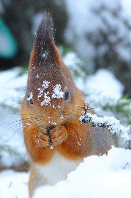 De Winter is dan eindelijk begonnen in het noorden van Europa. het is nu wat moeilijker voor deze eekhoorn om aan wat eten te komen.