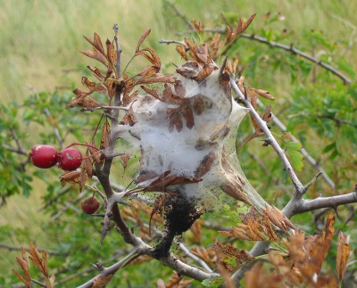 Duidelijk een spinnenweefsel .. duidelijk een nest (door de duizenden baby-spinnetjes) .. maar ik heb hier geen verstand van. Is hieruit vast te stellen om welke spin het gaat en is het jullie bekend wat in het bovenste (dikke) deel is ingesponnen (prooi?). Ik leer graag !!
Hans