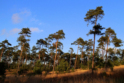 Staat het nu schuin of niet, deze foto lijkt schuin door het heuvelachtige terrein, en de bomen die schuin staan.
Dit geeft een bepaald perspectief wat je aan het twijfelen brengt.