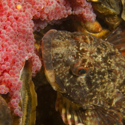 Nu het water wat kouder is zijn de zeedonderpadden bezig met hun nageslacht. Het mannetjes bewaakt hier het nest met de rose eieren. De kleine oogjes zijn al een beetjes zichtbaar.