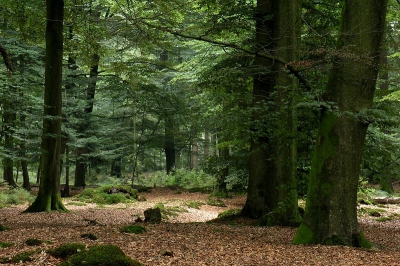 Dezelfde foto van het Beukenbos maar zonder polarisatiefilter genomen. Exact de zelfde bewerking.