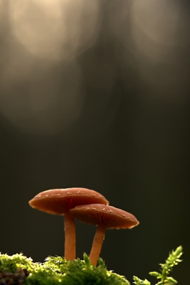 Dit duo gevonden op een dode tak, met wat passen en meten een spooky-sfeertje gekregen.