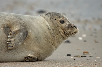 Op het strand liggen ze vaak lekker op te warmen en wat te luieren. En laten zich goed fotograferen.