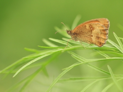 Op een mooie zonnige dag heb ik dit vlindertje kunnen fotograferen,heb geprobeerd om er een mooi geheel van te maken.genomen  vanaf statief

Groeten Maria