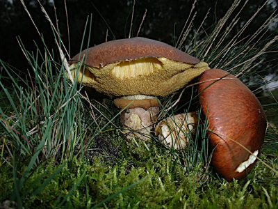 Prachtig weer, al heel veel soorten paddestoelen gezien, maar deze kwamen we aan het eind van de wandeling nog tegen.