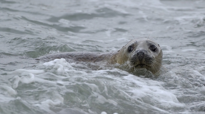 Altijd leuk om zeehonden bezig te zien. Eigenlijk heel leuk dat je ze zoveel in het wild kunt bekijken...