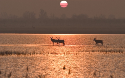 Edelherten in de ochtendzon