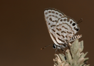 Picture taken from the hand In very hot and windless day. In the vicinity of butterflies has hot springs.