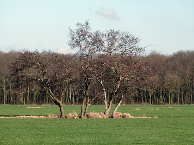Het was net alsof deze boompjes niet met de anderen in de rij wilde staan maar in het weiland. Vond ik wel aardig.