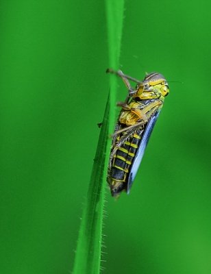 Deze foto geplaatst om de juiste naam van de cicade te kennen.