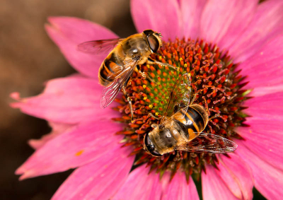 sony a390 90mm 2.8   400 iso de foto is gemaakt in eigen tuin op een echina cea plant