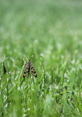 Op de camping geschoten, zat in het gras verscholen.