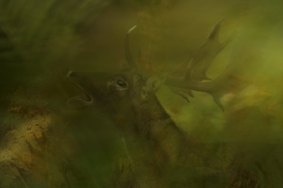 Midden in de bronsttijd stuitte ik op dit damhert dat zich burlend tussen de naar herfsttinten verkleurende adelaarsvarens ophield. Toen het dier ook na langere tijd geen aanstalten maakte op zich 'vrij'tussen de varens te vertonen, heb ik van de nood een deugd gemaakt door dwars door de vegetatie heen te fotograferen. Dit resulteerde uiteindelijk in dit burlportret als ultiem resultaat