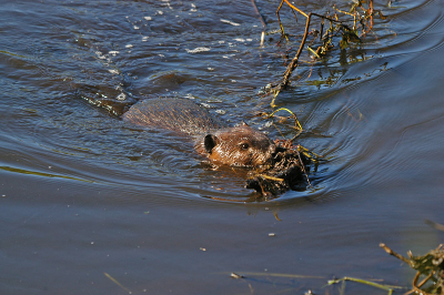 <i class='fa fa-user'></i> Jan Luit | Canadese Bever  <i class='fa fa-eye'> 201</i>   <i class='fa fa-comment-o'> 3</i>