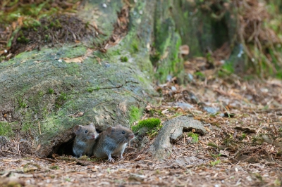 Vanuit schuiltent zag ik deze twee rosse woelmuizen steeds uit hun holletje komen maar stilzitten was er niet bij, tot dit moment.