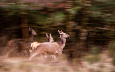 Tijdens een wandeling kwam ik deze roedel tegen, grazend langs het pad. Na een tijdje kregen ze argwaan en gingen in een drafje (moment van de foto) een stukje verderop grazen.