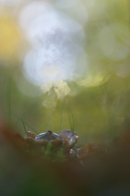 Langs het fietspad stonden verschillende gekraagde aardsterren. Ik wilde een foto maken waarbij de aardster een wolkje sporen uitblaast. Om dat te kunnen maken, heb ik de camera met hoekzoeker en draadontspanner op de grond gezet en de compositie en scherpte bepaald. Vervolgens heb ik druppels op de aardster laten vallen en afgedrukt.