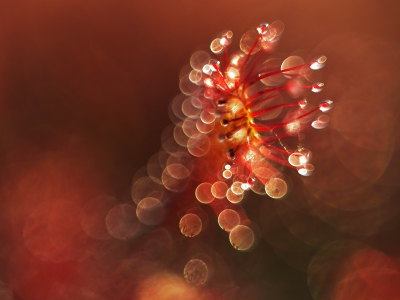 Tijdens een schitterend zonsondergang met heerlijk strijklicht ben ik tussen de zonnedauw opzoek gegaan naar mooie effecten. Ik wilde een meer abstracte benadering en heb daarom gekozen voor een 50mm lens met tussenringen en een groot diafragma om weinig scherptediepte te krijgen.