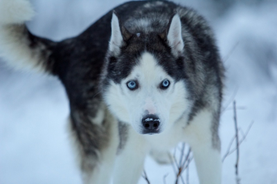Tijdens een wandeling in de wildernis kwam deze husky langsgelopen. Helaas reageerde hij nergens op en kon ik eerst geen goede foto maken. Nadat hij een minuut of tien voor me uit had gelopen draaide hij zich om. Ik liet me direct vallen en begon foto's te maken met het bovenstaande als resultaat.