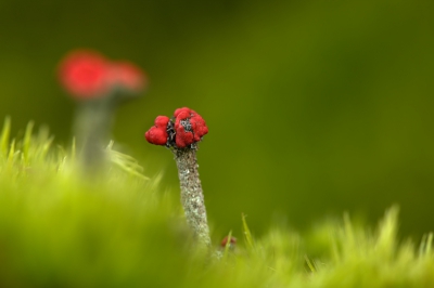 Twee solitair staande lucifertjes vastgelegd, met  mos in de voorgrond .