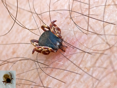 Hier is zo'n diertje dat het plezier in onze hobby soms behoorlijk vergalt. Deze soort is behoorlijk groot voor een teek. Ongevoed is hij al ca. 5mm. Hoe groot hij na het voeden wordt heb ik maar niet uitgezocht:).
In tegenstelling tot de teken die o.a. in Nederland leven wachten zij niet passief af tot er een slachtoffer voorbij komt, maar gaan zij actief op zoek naar een gastheer. Dat heb ik ook mee mogen maken, want terwijl ik stil stond om een aantal foto's van een muurhagedis te maken kwamen er steeds meer mijn benen opklimmen. Het grote formaat heeft wel wat voordelen, je voelt ze kriebelen als ze tegen je huid omhoog kruipen en je kunt ze ook goed zien zitten. Ter vergelijking is op deze foto is een inlay van een teek zoals die in nederland voorkomt geplaatst met ongeveer dezelfde  verhoudingen, zodat het verschil in formaat goed te zien is.