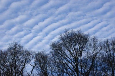Een bijzondere bewolking op  zaterdagmiddag 5 januari 2014. Contrast met bomen en deze wolken vond ik intrigerend.
