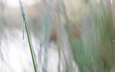 Lekker bezig geweest met macro fotografie. Een heerlijke bezigheid bij een poeltje midden in het bos. Dat is toch een lekkere vakantie dag. Het meest fascineerde mij die ogen. Die moest ik er zo op krijgen dat het opviel maar dat de foto toch rust gaf, want dat ervaarde ik op dat moment.