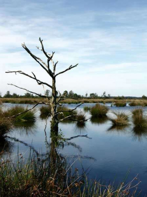 Deze foto gemaakt in september 2004 toen ik er aan het fietsen was.
Zag deze dode boom in een ven en in combinatie met de lucht vondik dit wel een mooie foto.

Jullie ook?