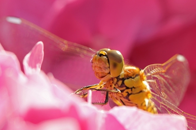 Deze Steenrode Heidelibel heeft een aantal dagen in onze achtertuin rondgehangen. Ook de bloeiende Hortensia werd gebruikt als uitkijkpunt. Hierdoor kon ik foto's maken met de kleurstelling van een zak Fruitella's... Het was even een gepuzzel om echt alleen maar roze op de foto te krijgen als achtergrond en ik wilde allebei de pterostigma's w�l op de foto. Ik ben benieuwd wat jullie van deze zoetsappige foto vinden.