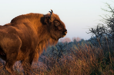In december eens op zoek gegaan naar de Wisenten die in de Kennemerduinen lopen. Waren vrij makkelijk te vinden dmv de wisentenwebsite waar je via gps kan zien waar de dieren zich bevinden, in dit geval aardig vlakbij het hek rond hun begrazingsgebied. Had dus best mazzel en nog eens erg mooi licht.