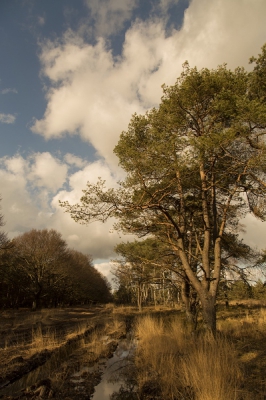Door de stevige wind veranderde de situatie in de lucht voortdurend. Ik moest  wel even wachten op een mooi stukje blauw als achtergrond.