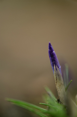 Op een van de lange langen van Gooilust in 's-Graveland stonden een paar krokusjes. Nog vroeg in de ochtend, dauw druppels waren nog zichtbaar