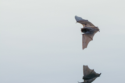Redelijk aparte waarneming vandaag. Op de terugweg van mijn wandeling keek ik even over stuk water uit toen ik ineens wat zag fladderen boven het water. Moest echt even twee keer kijken, dacht eerst aan een vogel. Aan de waterrand gaan zitten in de steile oever, waar de vleermuis soms op slechts 2 meter afstand van mij langs kwam. Beestje was duidelijk aan het jagen, heb enkele foto's waarop hij duidelijk een vliegje grijpt, helaas allemaal niet scherp (genoeg). Iso flink opgekrikt en zo kon ik nog met 1/1000ste aan de gang. Vrij bizar dat het uberhaupt te fotograferen was, het was pas half 6.. 
Heb een flinke serie geschoten, maar deze toont het meeste detail, wel enorm jammer dat de volledige weerspiegeling er niet op staat.